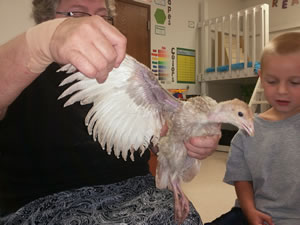 Sharon shows the feathers of a Bourbon Red turkey poult