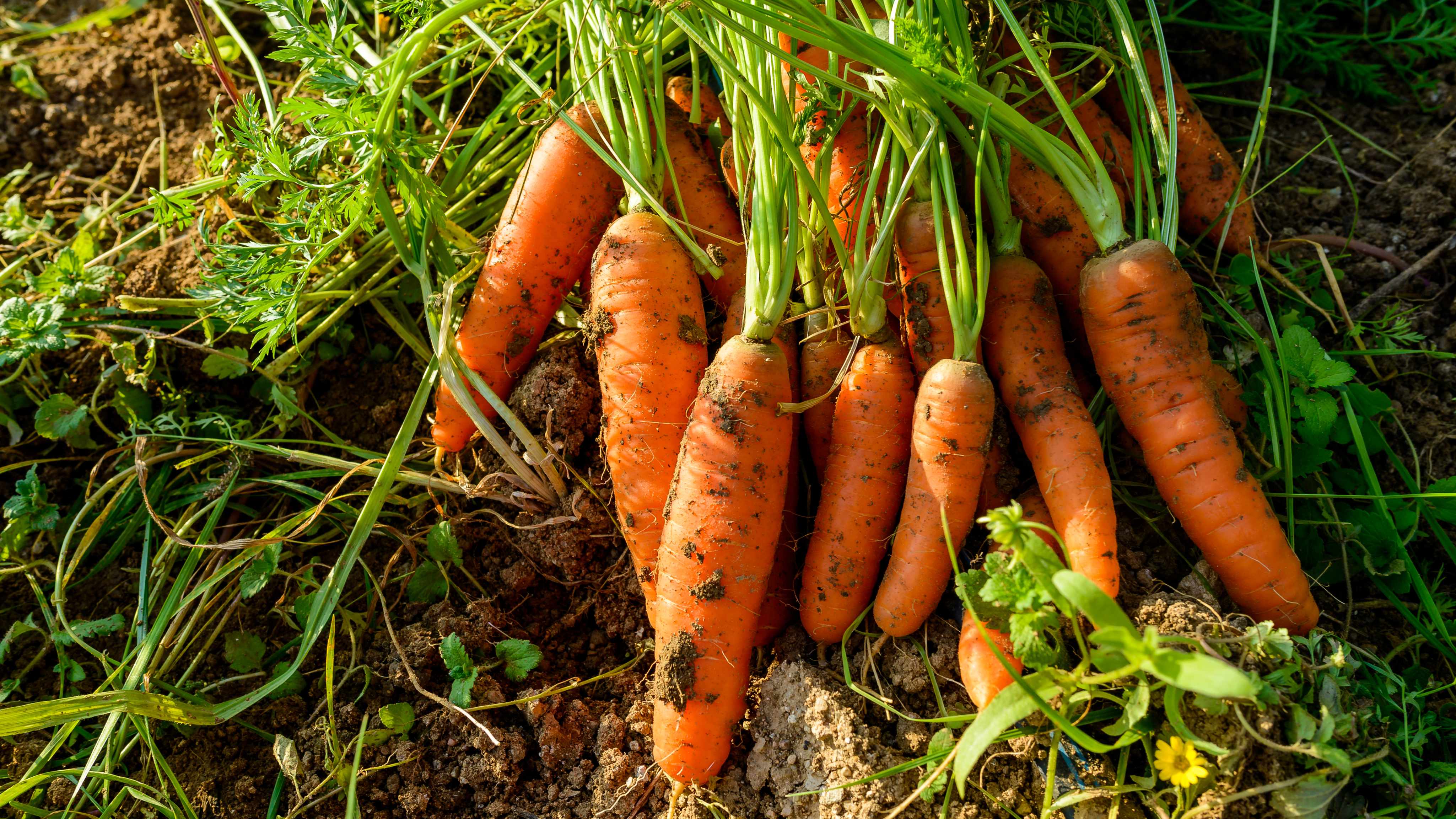 Organic Carrots -- OCIA Certification process Freshly harvested organic carrots
