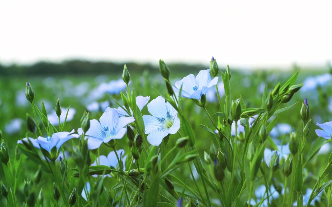 A seed of flaxseed. Flowers are in bloom.