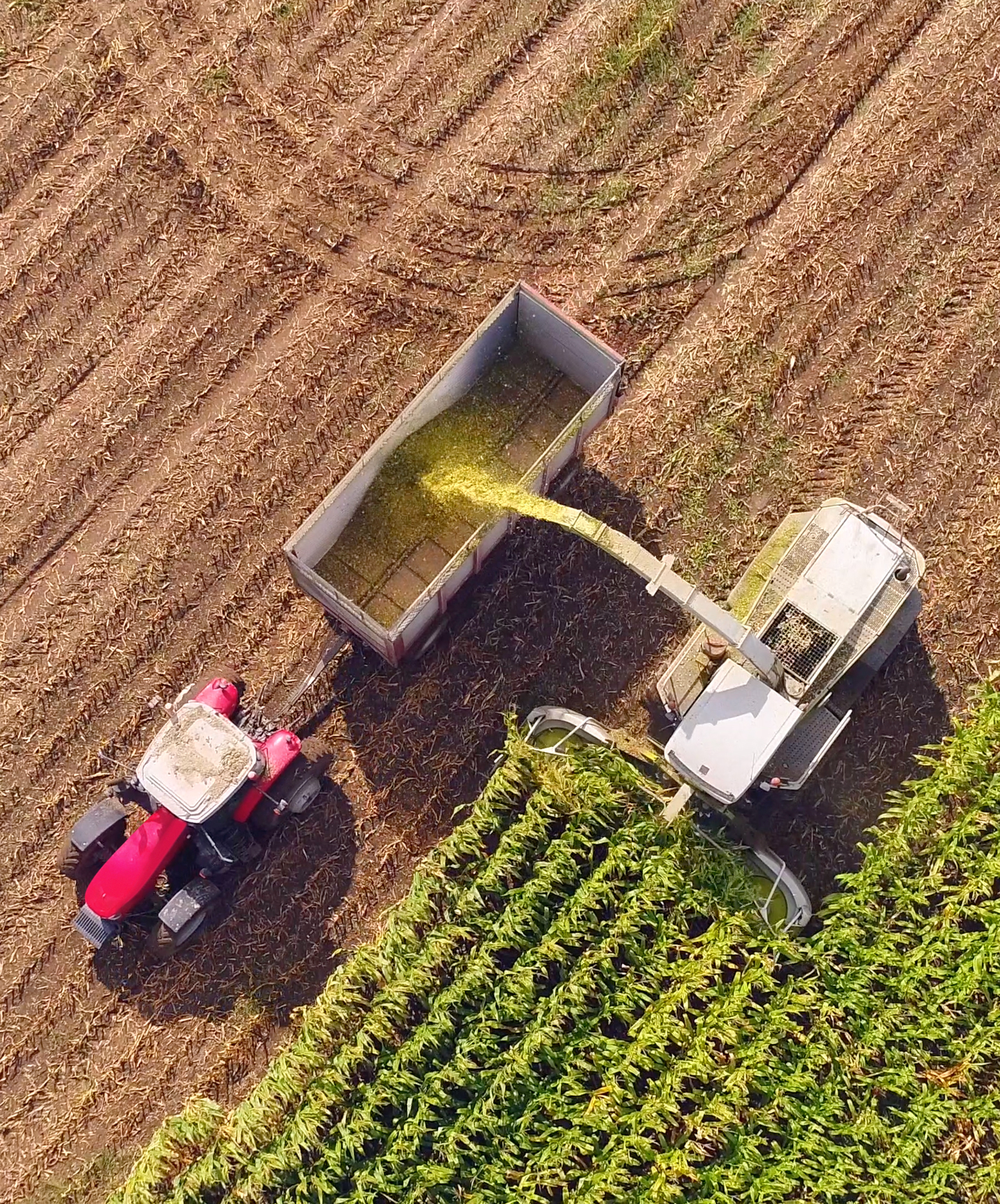 OCIA Certification services Harvest from above