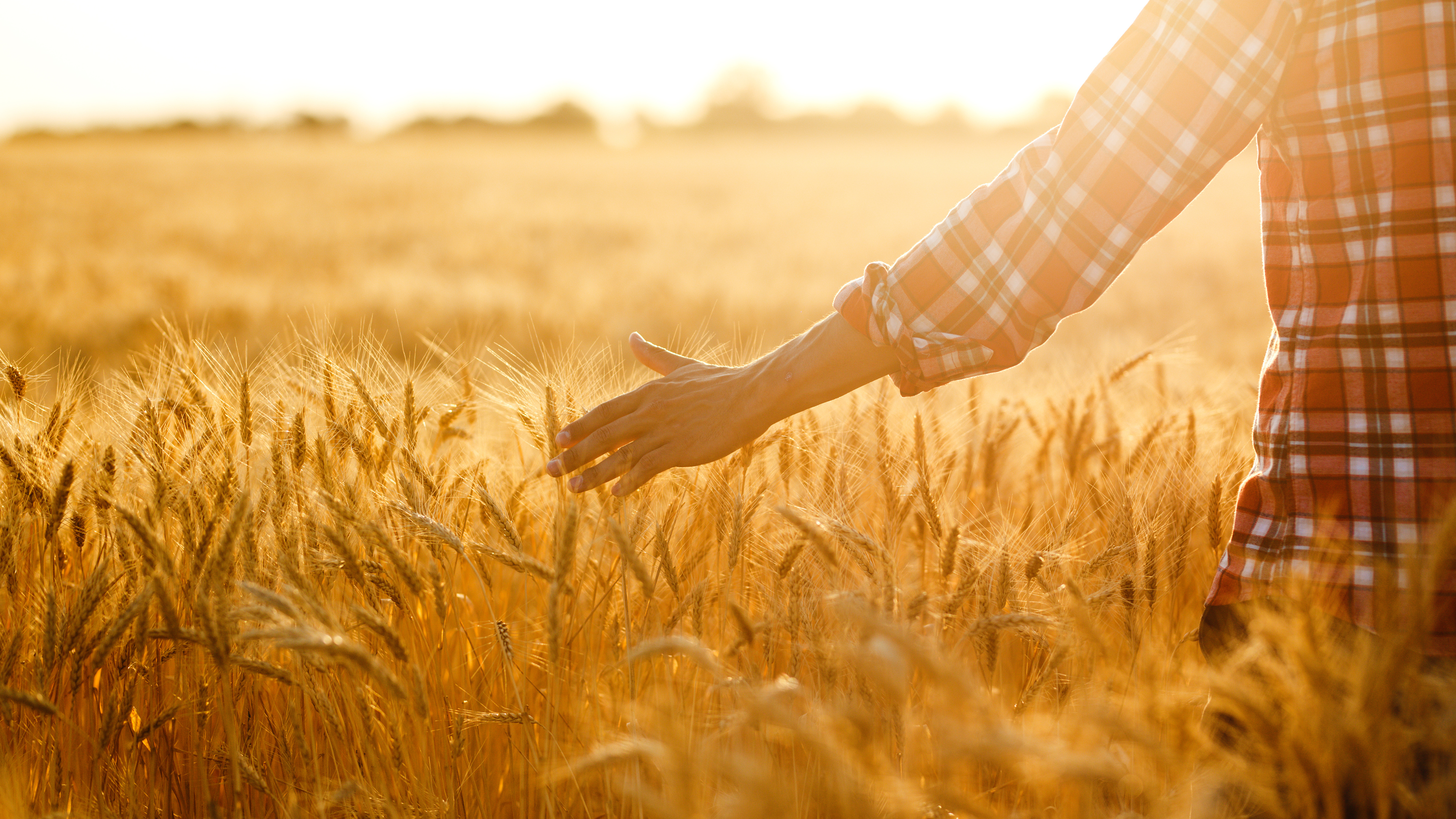 Person in wheat field Person in field