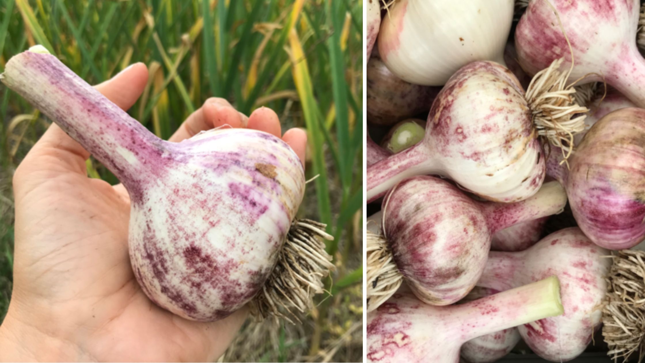 Organic Garlic Organic Garlic from Bessette Farms in British Columbia