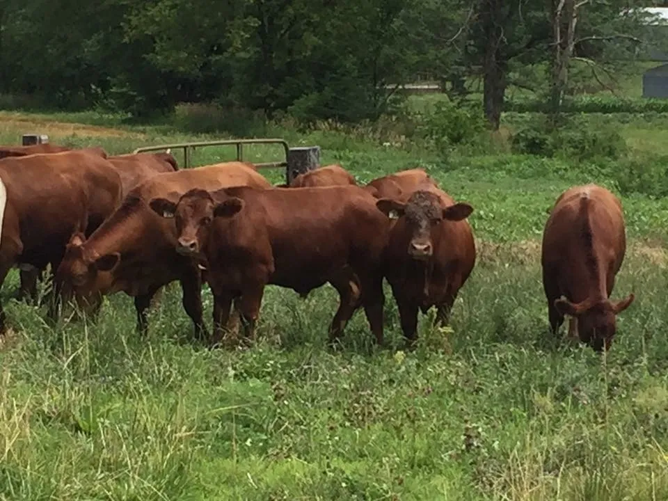 Geiger Farm Cows