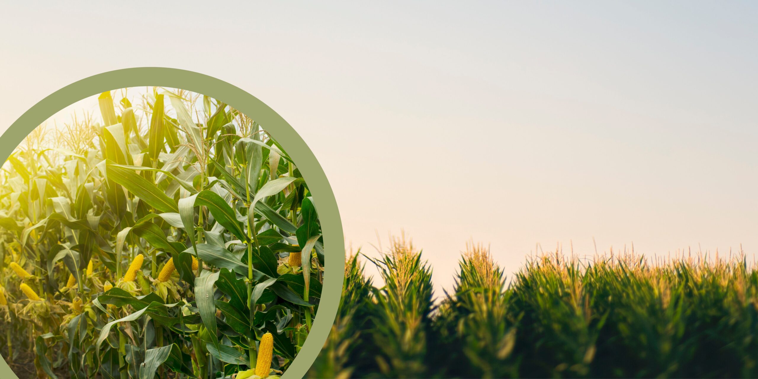 Transition for the environment Organic farming leads to healthier environment