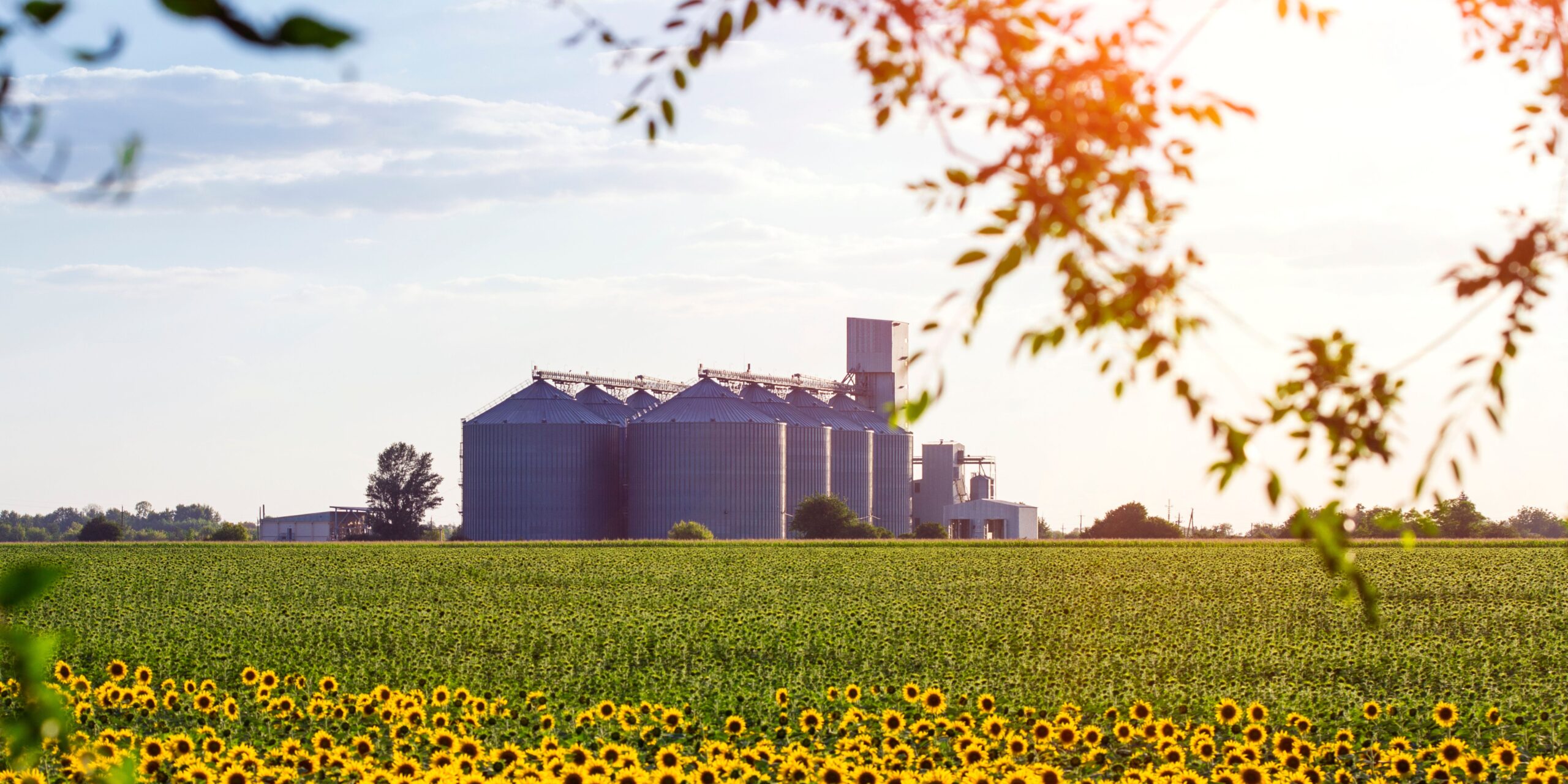 Grain Elevator