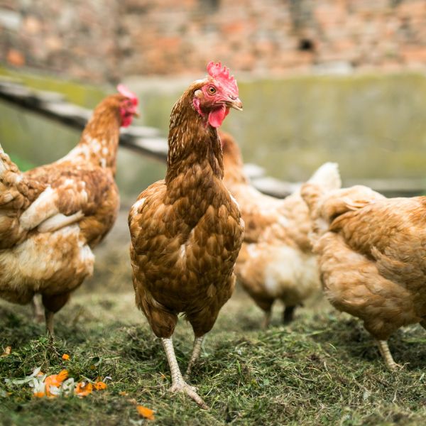 Free range chickens Chickens outside in nature
