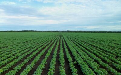 A First-Generation Farmer Perspective: Alan Wilson
